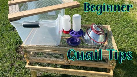 Tips For Raising Quail For Beginners Youtube