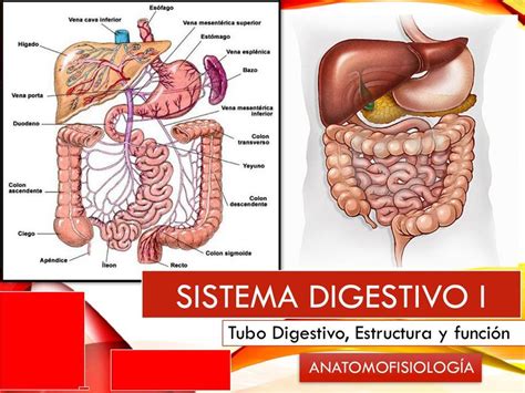 Sistema Digestivo Tubo Digestivo Estructura Y Funcion Gl Ndulas Anexas