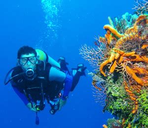 Scuba Diving in the Bahamas