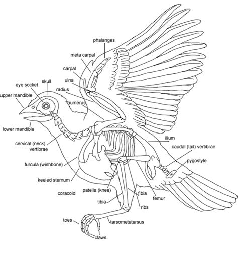 Bird Skeleton by BananaSpazzout on DeviantArt