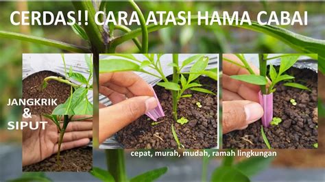 PENCEGAHAN HAMA SIPUT DAN JANGKRIK PADA TANAMAN CABAI CABE YouTube