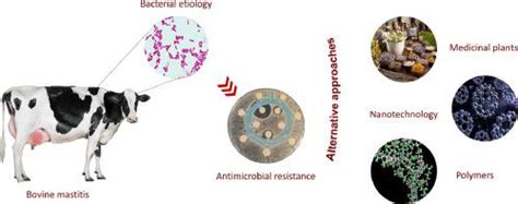 牛乳腺炎，一种影响世界范围的疾病：患病率、抗菌素耐药性和可行的替代方法veterinary And Animal Science X Mol