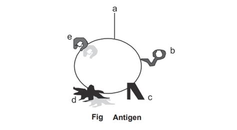 Structure and Types of Antigens