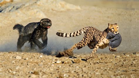 Honey Badger Rescues Her Baby from Leopard – Apr Daily