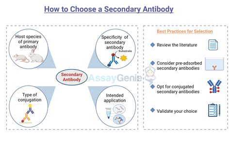 How to Choose a Secondary Antibody - Assay Genie