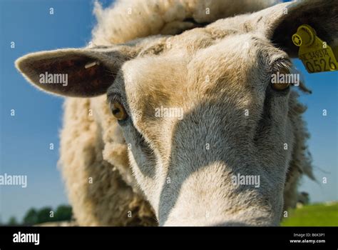 Costillar asado campo fotografías e imágenes de alta resolución Alamy