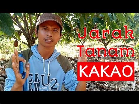 Menentukan Jarak Tanam Kakao YouTube