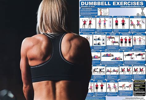 Laminated Dumbbell Exercise Poster Chart Shoulders And Arms Created By