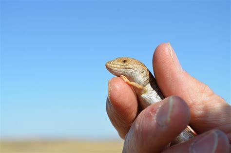 In praise of the little lizard: Pygmy Bluetongue Lizard - Zoos SA