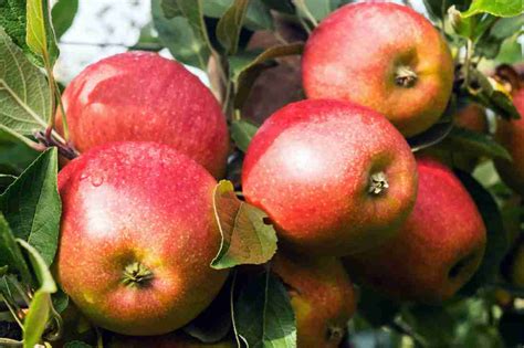 Semi Dwarf Apple Trees Sattva Nursery