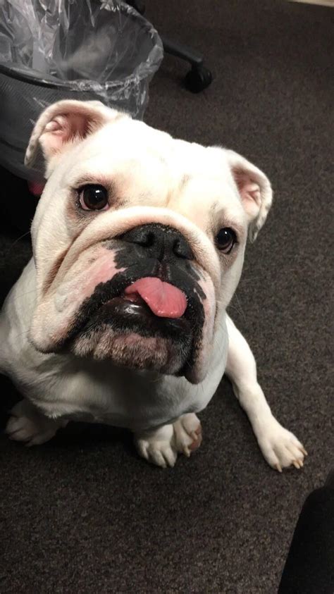 Deb The Deaf Bulldog Renglishbulldog