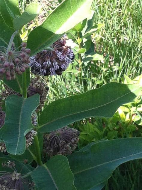 COMMON MILKWEED SEED - Johnston Seed Company