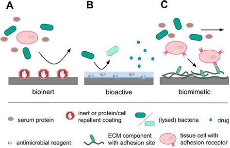 Strategies To Guide The Host Response Following Biomaterial Download Scientific Diagram