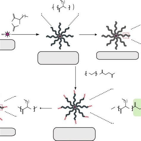 Scheme 1 Synthesis Of 16 And 32 Arm Star Polymers 1 And 2 With