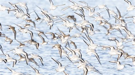 Wildlife Photography: Photographing Birds in Flight - Looking Glass ...