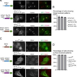 The Amphipathic Helix Motifs Of Arfrp1 And Arl14 Are Sufficient To