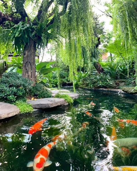 beautiful koi pond  lush green surroundings