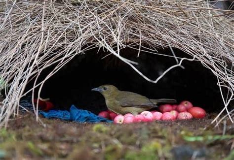 Satin Bowerbirds Nest Wander Lord