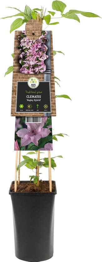 Bosrank Grootbloemige Clematis Roze Paarse Bloemen Klimplant Bol