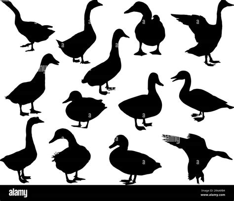 White Duck Farm Stock Vector Images Alamy