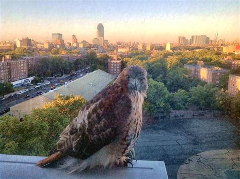 Hawk is a New York Bird Photograph by Martha Nelson | Fine Art America