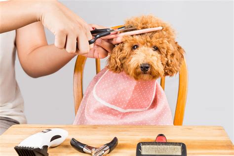 Should You Shave A Dog at Gabriel Burnell blog