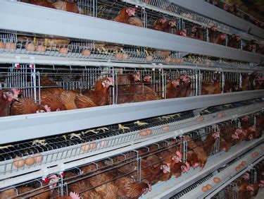 Chicken Layer Cage Chicken Wire Mesh Layer Chicken Breeding Cage