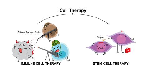 What Is The Importance Of Stem Cell Therapy at Vernon Virgil blog