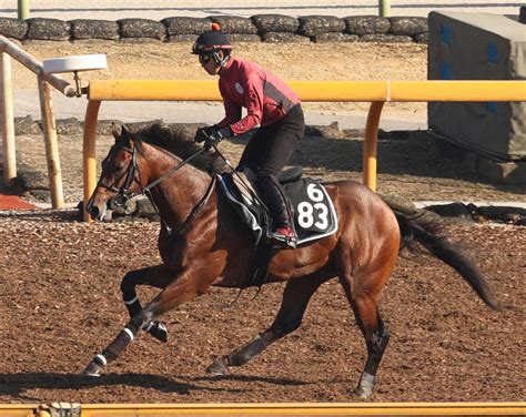 【デイリー杯2歳s】ダノンキラウェア 剛脚再び 陣営「能力が高いのは間違いない」― スポニチ Sponichi Annex ギャンブル