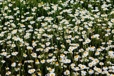 Crecimiento De Flores De La Manzanilla Salvaje En El Prado Imagen De