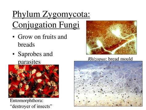 Phylum Zygomycota Examples