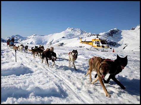 Helicopter Dogsled - Mendenhall Glacier - Juneau Adventure Tours ...