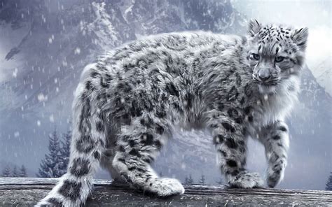 snow leopard animal wallpapers  hd backgrounds  wallpaperbat
