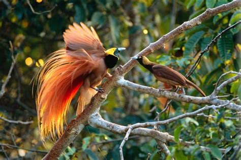 Gambar Burung Cendrawasih Hitam Putih – Caribes.net