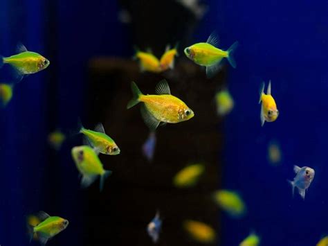 How Many GloFish in a 3 Gallon Tank? (Answered)