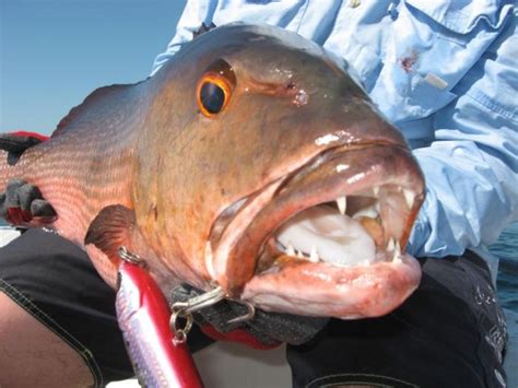 Largemouth Bass Teeth