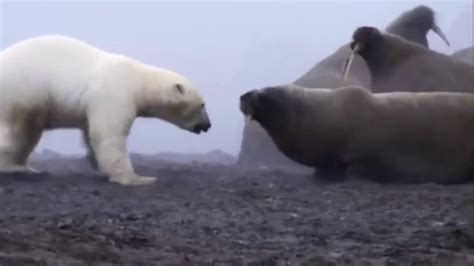 Polar Bear Vs Walrus Planet Earth Youtube