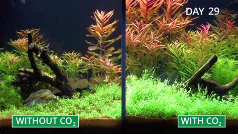 Why Co2 Is Essential For Any Planted Tank Aquamarket Uae