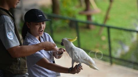 Bertemu Ratusan Burung Di Jakarta Bird Land Foto Tempo Co