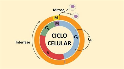 Ciclo Celular