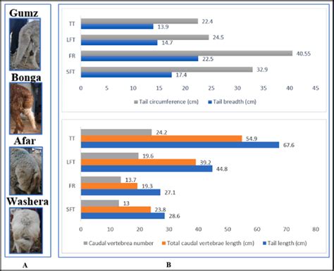 Morphological and osteological tail traits of the four sheep tail ...
