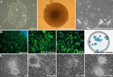 Human Induced Pluripotent Stem Cells Hipscs Underwent Chondrogenic