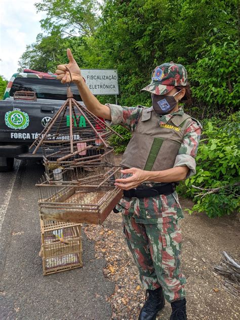 Pol Cia Ambiental Resgata Corujas Papagaio E Outros P Ssaros