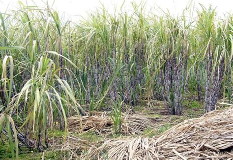 Tanaman Tebu Lengkap Dengan Khasiat Dan Teknik Budidaya