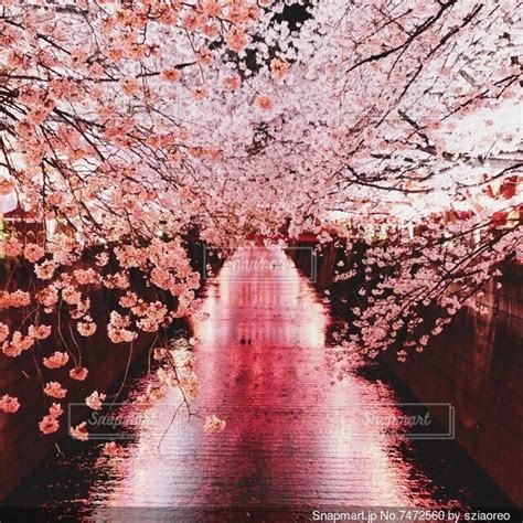 ライトアップされた川辺の桜の写真・画像素材[7472560] Snapmart（スナップマート）