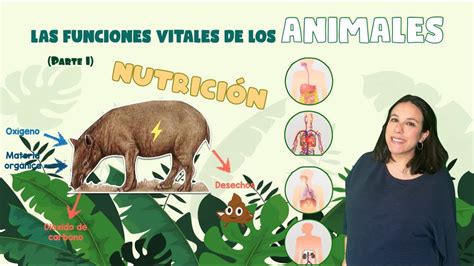 Las Funciones Vitales De Los Animales La Función De La Nutrición ☑