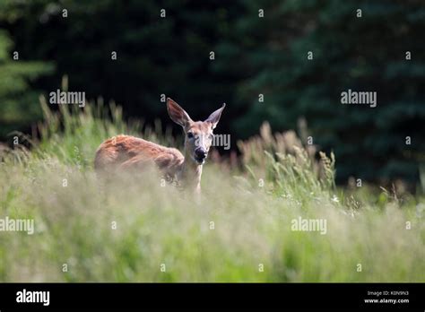 Whitetail deer doe hi-res stock photography and images - Alamy