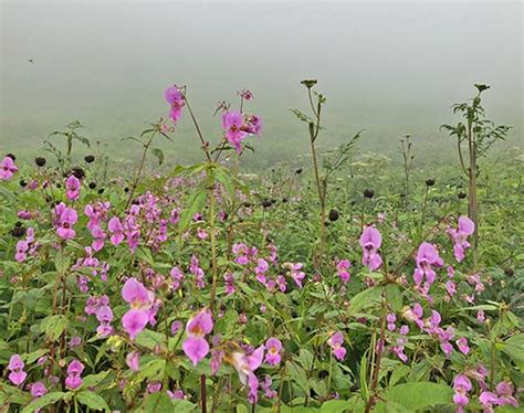 Valley of Flowers trek