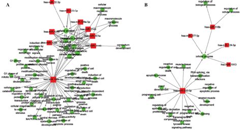 Mirna Go Network Analysis Target Genes Of The Dysregulated Mirnas Are