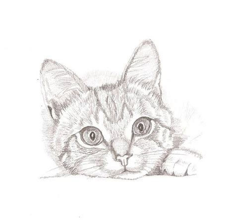 How To Draw A Black Kitten Draw Easy